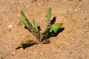 plant drought dryness dandelion 3595511